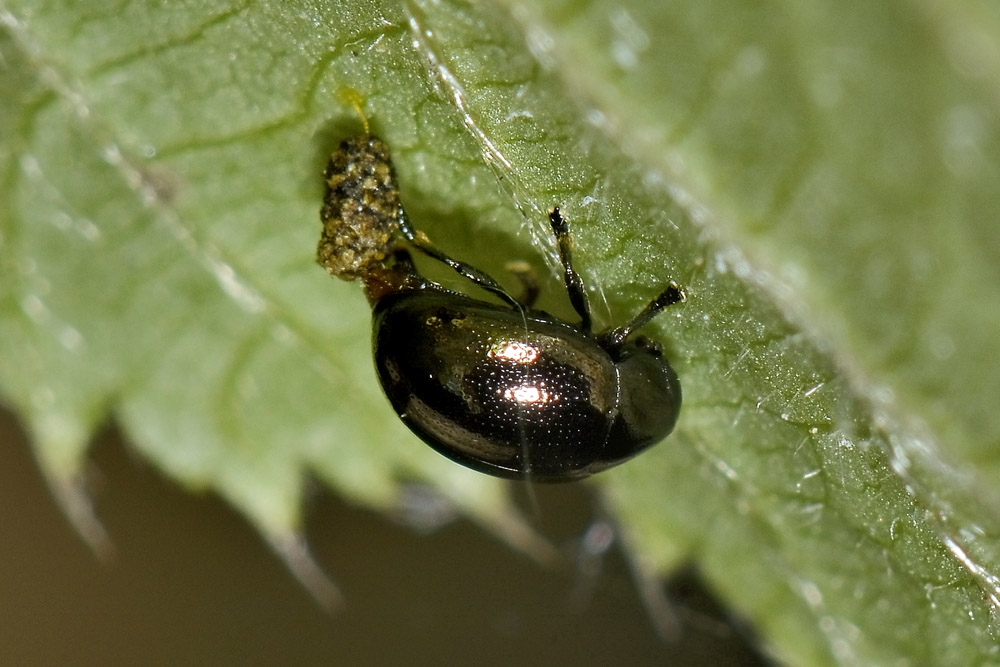 Oomorphus concolor, Chrysomelidae. 